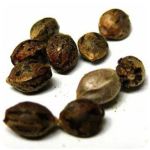 Семена марихуаны АК-47  (Seeds AK-47) в Белой Калитве